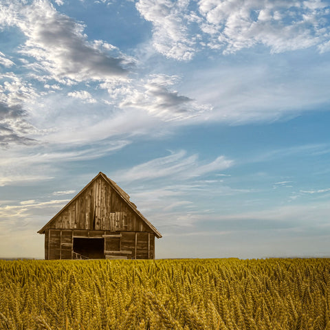 Barn in the Wheat Field II