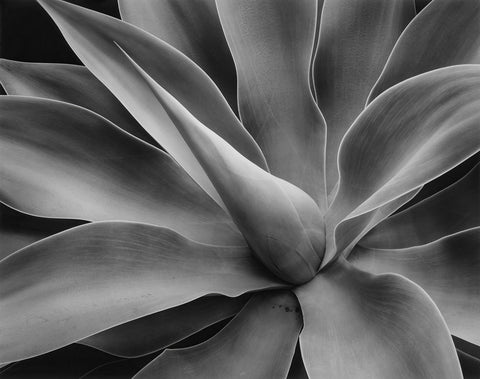 Agave Plant, Santa Barbara, CA