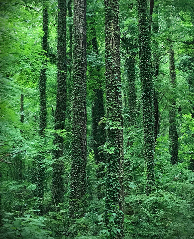 Forest Walk, Virginia Beach