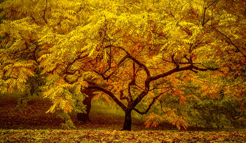 Autumn’s Elegance