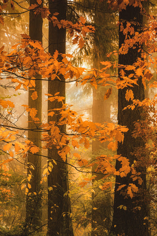 Serene Woods I