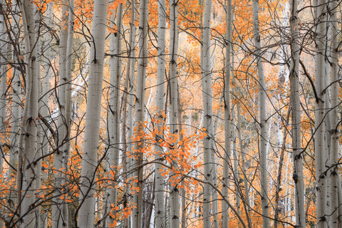 Colorado Woodland I