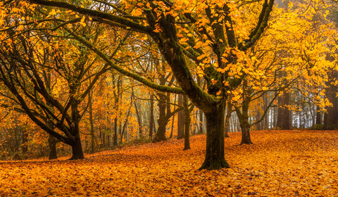 In a Bed of Fallen Leaves