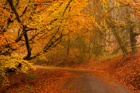 Curving Past the Leaves of Autumn