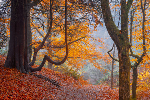 Leafy Path Between the Trees