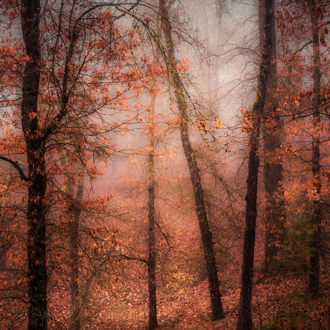 A Misty Autumn Palette