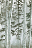 Misty Woods 1
