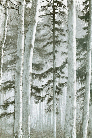 Misty Woods 1