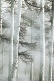 Misty Woods 2