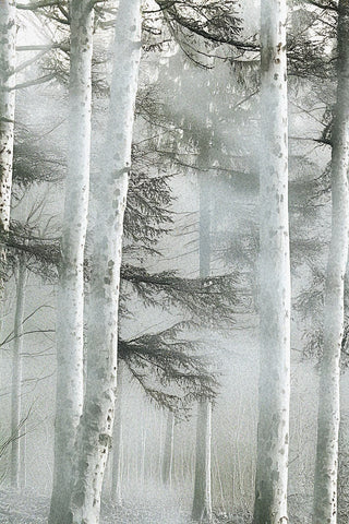 Misty Woods 2
