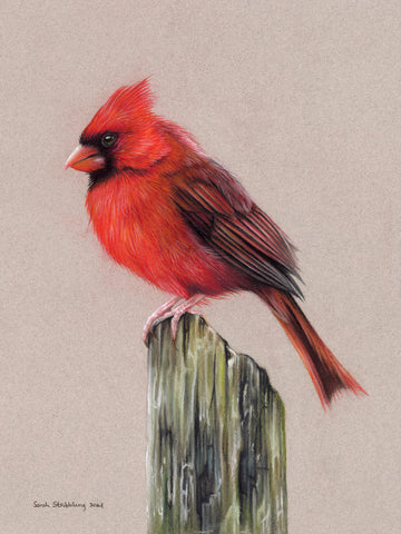 Cardinal