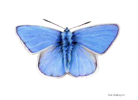 Common Blue