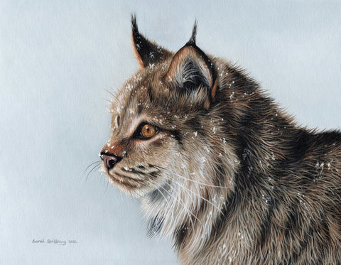 Lynx