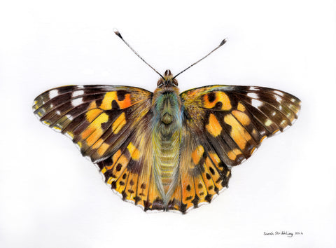Painted Lady