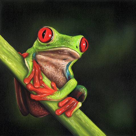 Tree Frog