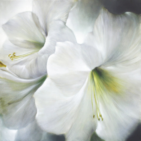 White Amaryllis in Backlight