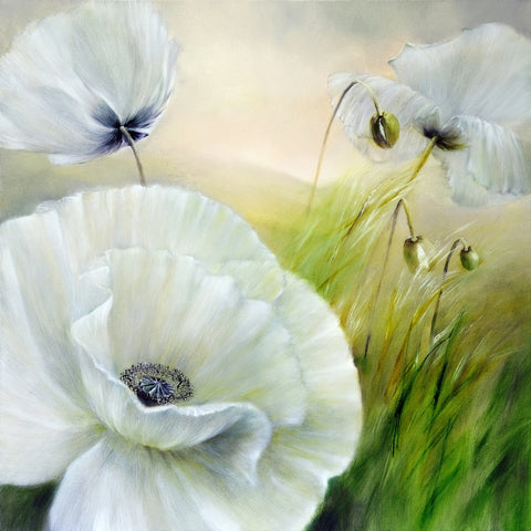 White Poppies