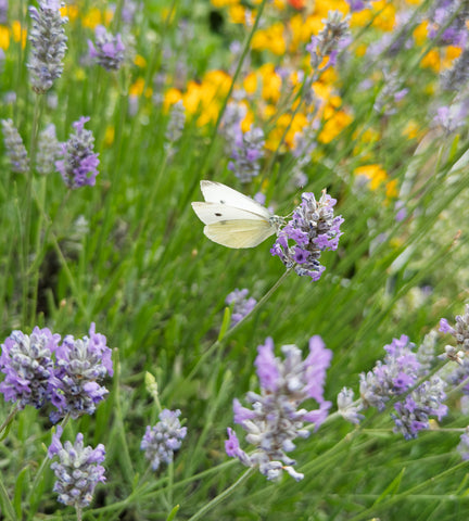 Butterfly & Lavender
