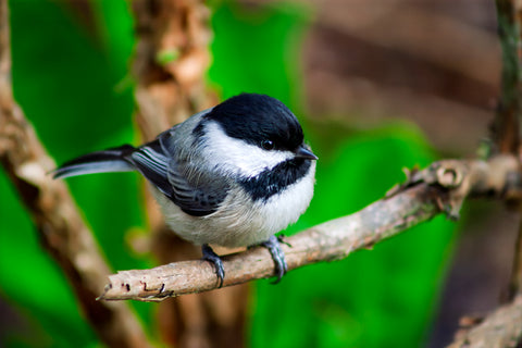Chickadee
