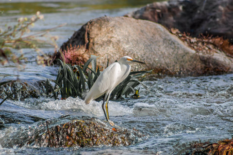 Egret in Stream -  Norm Stelfox - McGaw Graphics
