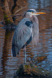 Great Blue Heron -  Norm Stelfox - McGaw Graphics