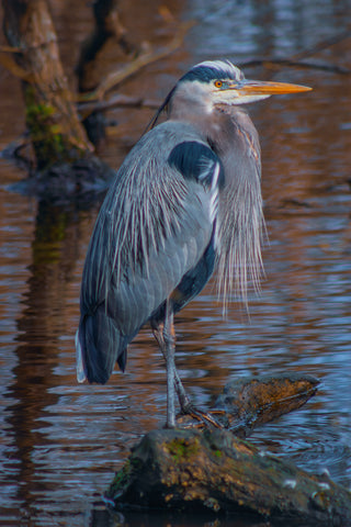 Great Blue Heron -  Norm Stelfox - McGaw Graphics