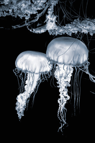 Jellyfish at Night -  Norm Stelfox - McGaw Graphics