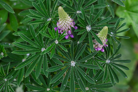Lupines