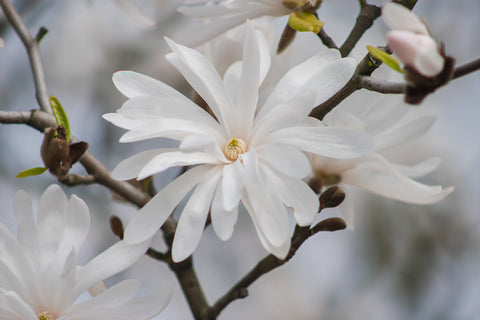 Magnolias in Bloom