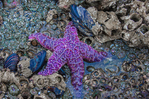 Purple Star -  Norm Stelfox - McGaw Graphics