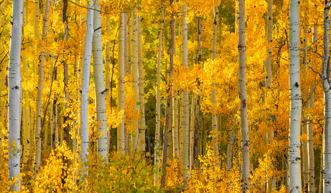 Lost in the Autumn Woods I