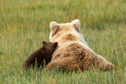 Young Coastal Grizzle Bear and Mother Resting in a Meadow, Alaska
