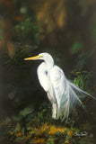 White Egret in Dappled Light -  Conni Treant - McGaw Graphics