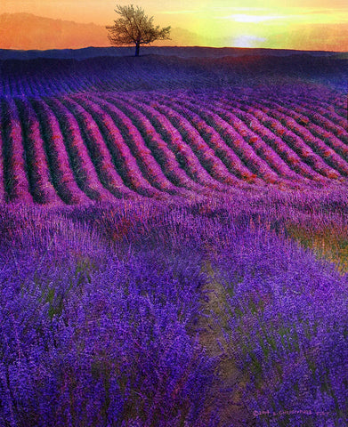 High Summer Lavenders