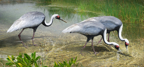 White Naped Cranes