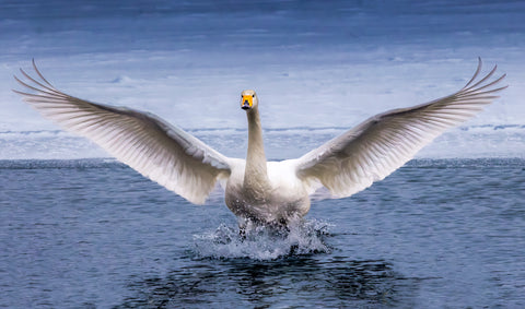 Whooper Swan, Hokkaido, Japan