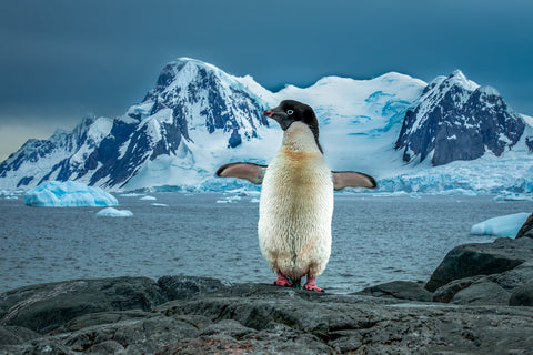 Adelie Penguin, Antarctica II