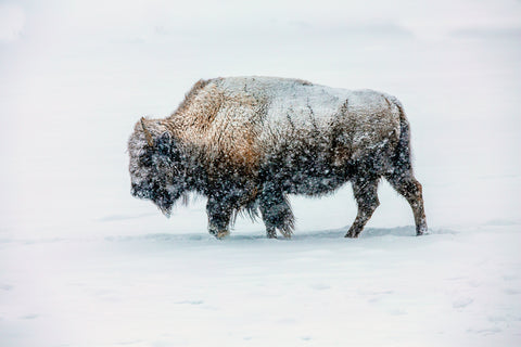 Bison in snow, Yellowstone National Park, Wyoming