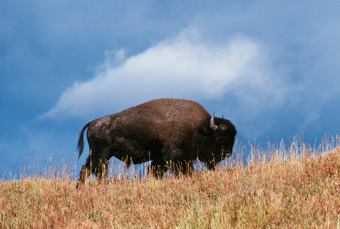 Bison, Yellowstone National Park, Wyoming II