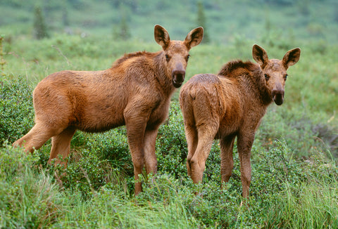 Moose Calves, Denali National Park, Alaska