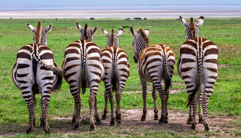 Plains Zebras, Tanzania