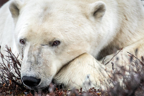 Polar Bear, Canada I