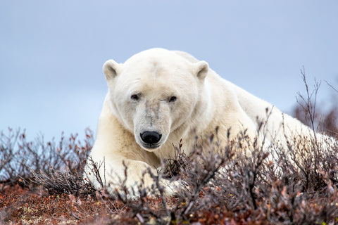 Polar Bear, Canada II
