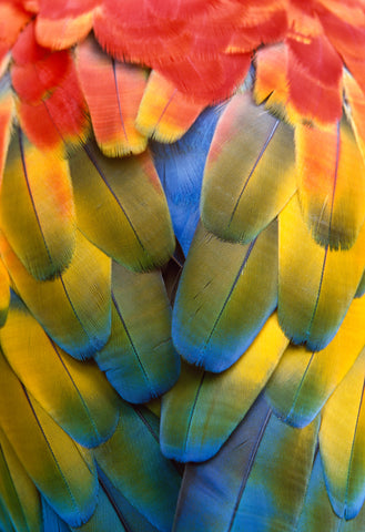 Scarlet Macaw Wing Feathers
