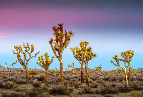 Joshua Trees at Sunrise in the Mojave Desert