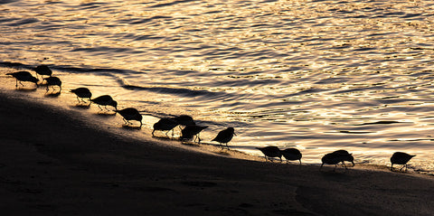 Shorebird Silhouette