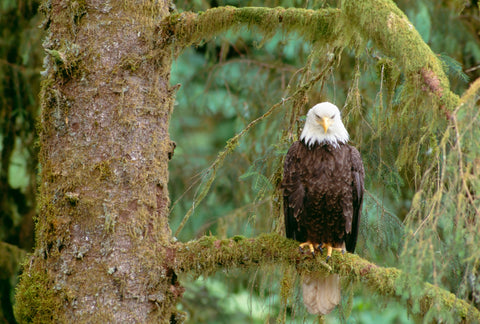 Bald Eagle Portrait