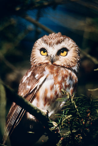 Northern Saw-whet Owl on Douglas Fir