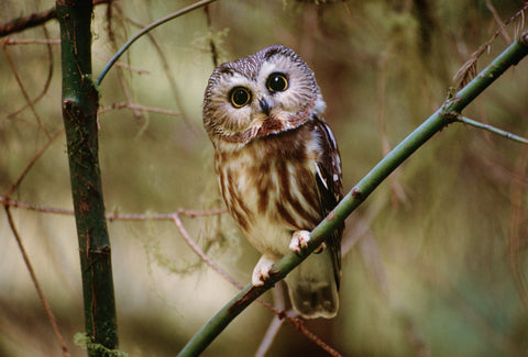 Northern Saw-whet Owl, Olympic National Park