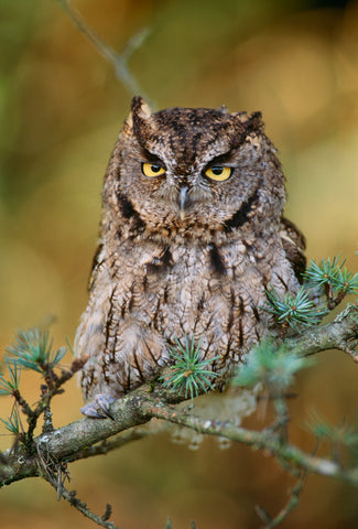 Western Screech Owl, Washington